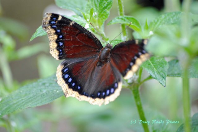 Butterflies 076e copy